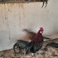 مرغ وخروس فونیکس