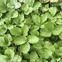 حراج نهال توت فرنگی سابرینا درجه ۱ نی ۱۵میلیون|عمده‌فروشی|خان ببین, |دیوار