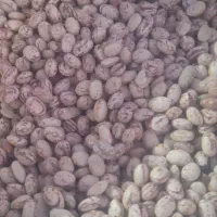 عدس ولوبیاو نخود