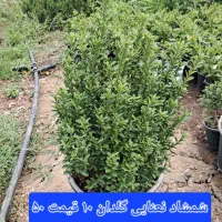 فضای سبز باغبانی