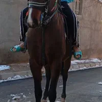 مادیان ۳به۴ فروشی|اسب و تجهیزات اسبسواری|تاکستان, |دیوار