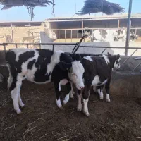 دوعدد تلیسه نژاد دار قیمت دونه ای ۵۳|حیوانات مزرعه|نیشابور, محله میدان باغات|دیوار