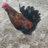 فروش دو عدد خروس