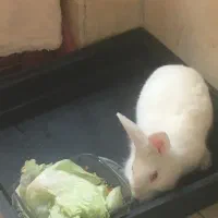 خرگوش هلندی|موش و خرگوش|تهران, امام حسین|دیوار