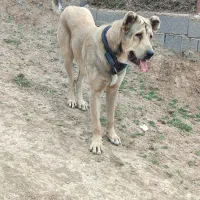 توله عراقی پژدر