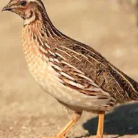 جوجه بلدرچین یک ماهه