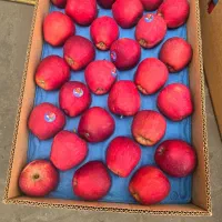 استخدام منشی خانم