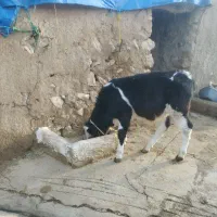 گوساله نر قطع شیر سیمینتال یا هلشتاین