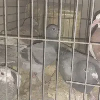 جوجه پلاکی|پرنده|یزد, |دیوار