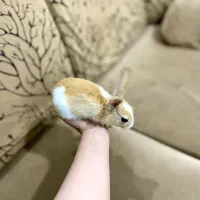 خرگوش یک ماهه