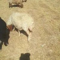 میش با بره ۵ملیون|حیوانات|سیوان, |دیوار