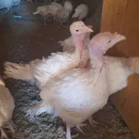 جوجه بوقلمون هفتاد پنج روزه