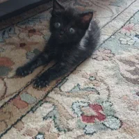 واگذاری بچه گربه واگذاری