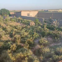 فروش ۲۸۰۰متر باغ و دامداری در تربت جام