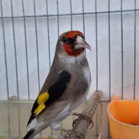 سقا سه ساله دو رگ بلند کشیده کار درست