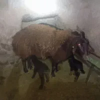 میش همو|حیوانات مزرعه|سرولایت, |دیوار