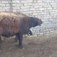 یک قوچ گردن کلف جوان|حیوانات مزرعه|سبزوار, قصبه شرقی|دیوار