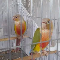 طوطی گرینچیک مولد