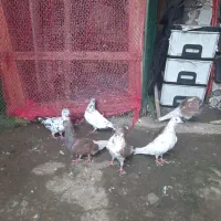 کبوتر پرشی