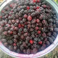 شاتوت اعلا شاندیز