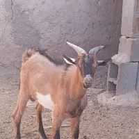 کهره نر (الپاین)