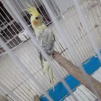 فروش عروس هلندی|پرنده|رشت, شهرک قدس|دیوار