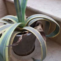 گل طبیعی