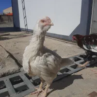 مرغ و خروس لاری