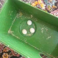 مرغ عشق هلندی رو تخم
