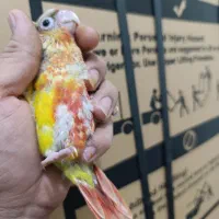 گرینچک دبل رد جوجه خوشگل قرمزی بالا