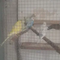 مرغ عشق پروانه ای