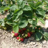 نشا توت فرنگی محلی