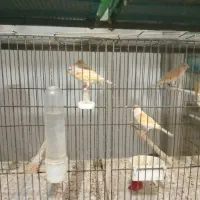 قناری موزاییکی