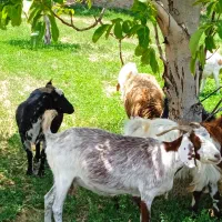 بزو بزغاله جوان چاق وشیروار نژاد دار