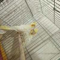 جوجه عروس هلندی