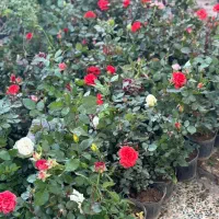 فروش ویژه گل رز و گل ها باغچه ای|گل و گیاه طبیعی|کازرون, |دیوار