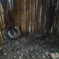 خرگوش ماده سرحال وزرنگ
