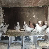 ۱۲ تا کفتر|پرنده|چناران, |دیوار