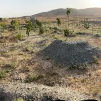 درخت بیدقطعه ۱۰۰۰متری دورفنس بادرخت|فروش خانه و ویلا|طرقبه, |دیوار