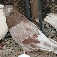 سلام کبوترا سالم و سرحال هستند