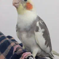 یک جفت عروس هلندی سخنگورام ودستی