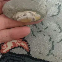 سنگ های قیمتی|کلکسیون اشیاء عتیقه|ری, دیلمان|دیوار