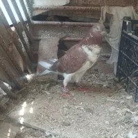 دو کبوتر