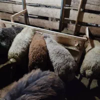 گوسفند تعدادی فروشی