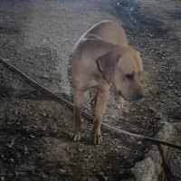 واگذاری سگ توسااینو|سگ|کرج, کیانمهر|دیوار