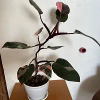 گیاه پینک پرنسس|گل و گیاه طبیعی|شاهرود, |دیوار