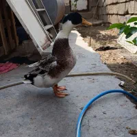 اردک روئن فرانسوی|حیوانات مزرعه|برازجان, |دیوار