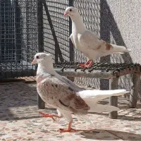 جوجه خوشونه اصیل