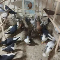 کبوتر فروشی