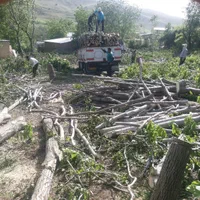 خریدار چوب و درخت|خدمات باغبانی و درختکاری|خرم‌آباد, |دیوار